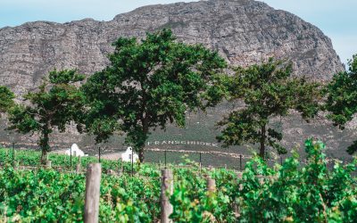 An Unexpected Family in Franschhoek