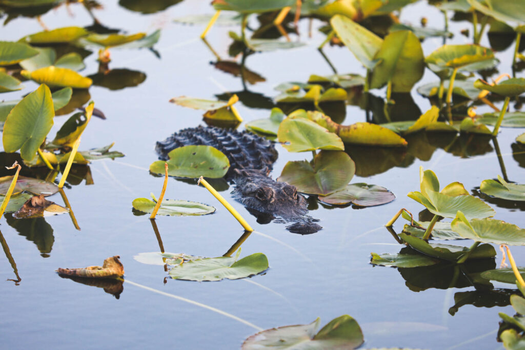 Everglades National Park, Best national parks to visit in winter, 10 best national parks in winter, road trip, humble and free, humbleandfree, blog, travel bloggers, us national parks 