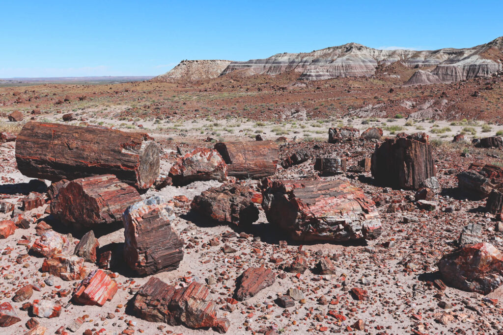 petrified forest, Best national parks to visit in winter, 10 best national parks in winter, road trip, humble and free, humbleandfree, blog, travel bloggers, us national parks