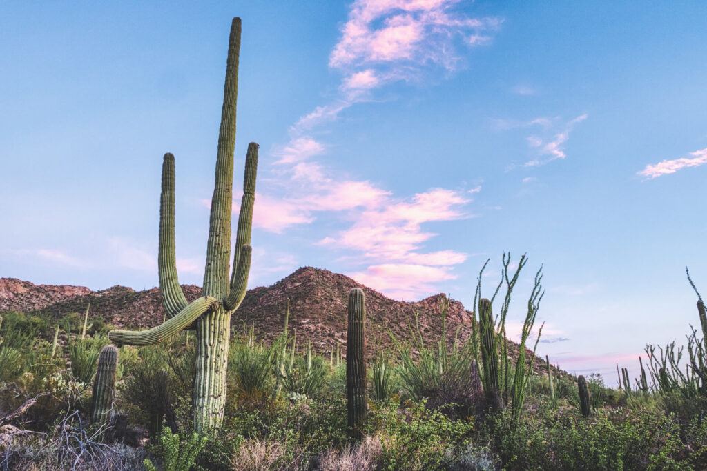 Saguaro national park, Best national parks to visit in winter, 10 best national parks in winter, road trip, humble and free, humbleandfree, blog, travel bloggers, us national parks 